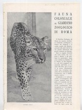 FAUNA COLONIALE AL GIARDINO