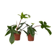 2 Filodendro Philodendron