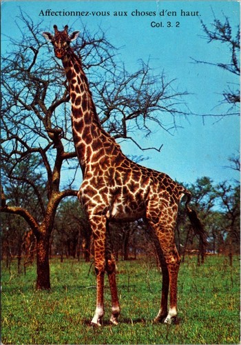 Giraffa camelo pardalis africa - giraffa,
