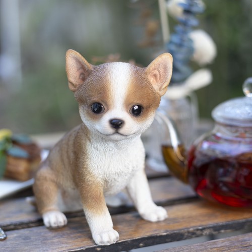 Soreal chihuahua marrone - marrone, |