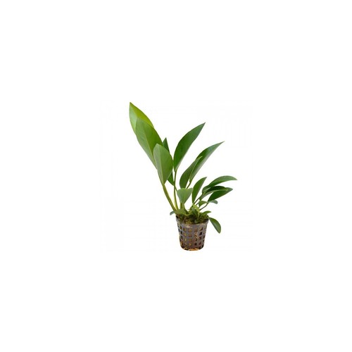 Anubias congensis vasetto - anubias,