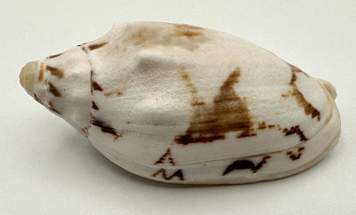 Cymbiola vespertilio volute - cymbiola,