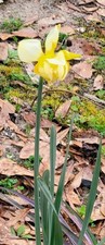 Lampadine Daffoldil gialle