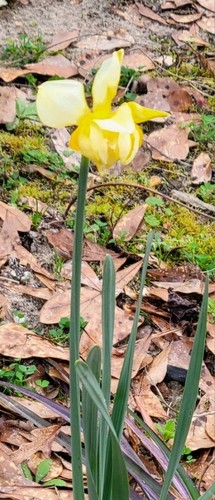 Lampadine daffoldil gialle - lampadine,