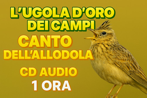 Canto dell allodola ugola - canto, dell'allodola