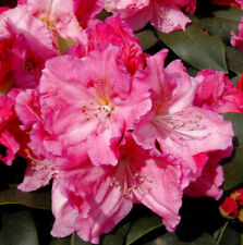 Rododendro a fiore grande Caruso 60-70 cm - rosa alpina