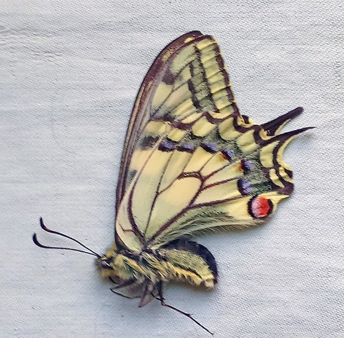 Papilio machaon gorganus