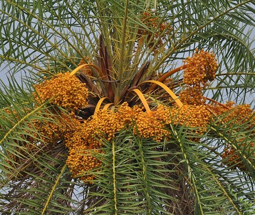 Phoenix sylvestris silver - phoenix, sylvestris,