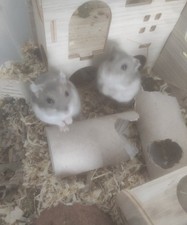 Criceto appena nato Orso