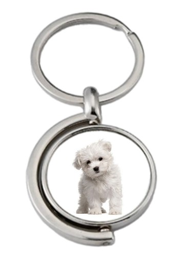 Maltese dog pet spinning - maltese,