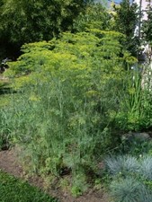 Aneto Mammut - Anethum