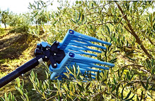 Campagnola olistar tuono - , evo
