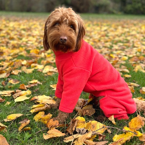 Pile caldo per cani quattro - caldo, a