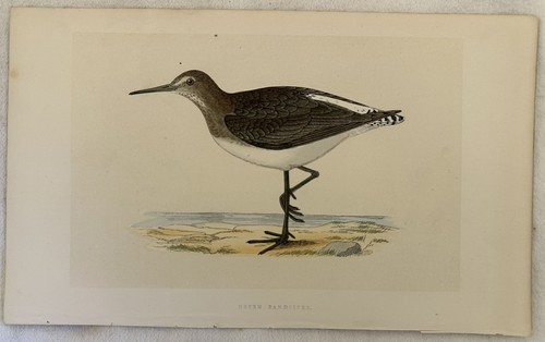 Morris green sandpiper - green,