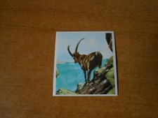 FIGURINA ANIMALI - N. 140 - ED.SUPER RAF - CS.31