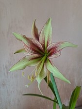 Hippeastrum Kaphlua Hyb N2 X