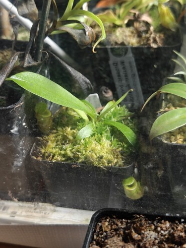 Nepenthes flava - aw, (sumatra)