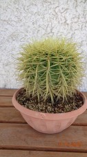 Pianta grassa grusone - pianta,