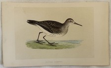 PECTORAL SANDPIPER PIRO-PIRO