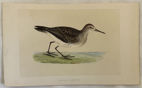 Pectoral sandpiper piro - sandpiper, piro-piro