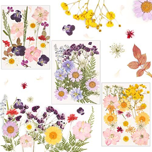 Pezzi fiori secchi per - secchi,