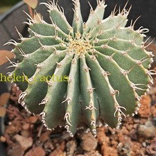 Geohintonia mexicana Rarecactus 3-4 cm, pianta succulenta, cresce molto lentamente