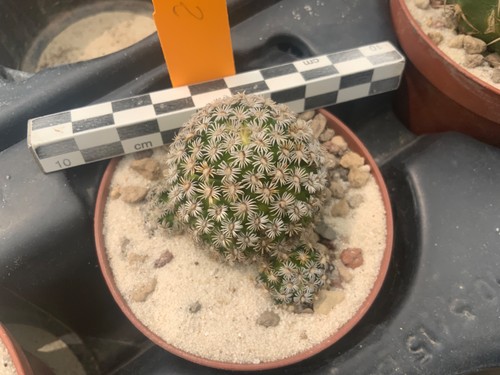 212 mammillaria hernandezii - 212,