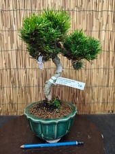 Bonsai di Pino Thumbergii