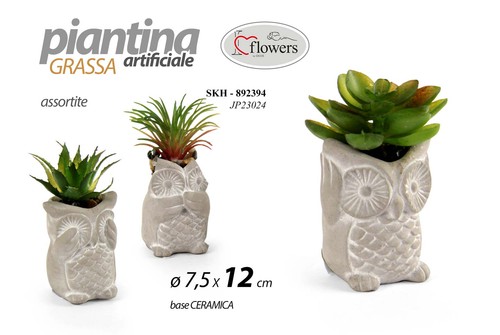 Pianta piantina grassa - piantina,