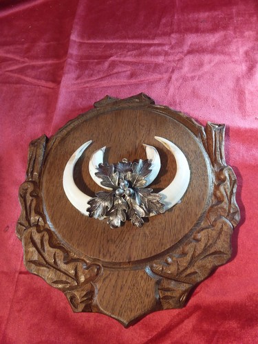 Cuneo hauer cinghiale trofeo - cuneo,