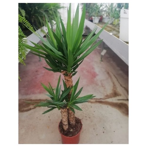 Pianta yucca - pianta,