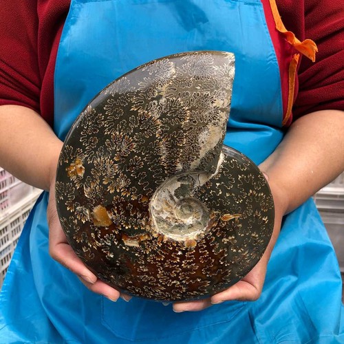 Libbre tentacolo naturale - 4,26,