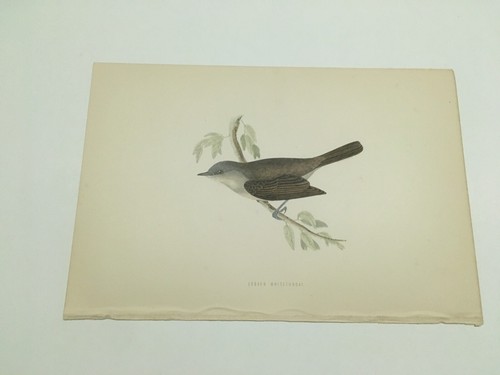 Stampe antiche uccelli rev - antiche,