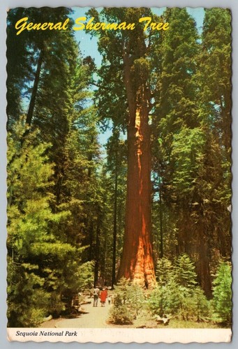 Cartolina california sequoia - cartolina,