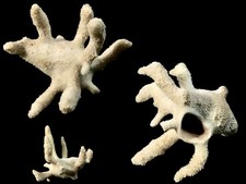 Hydrocorella africana, South