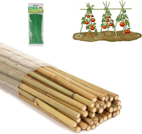 Pali bambù piedi con 100 - bambù,