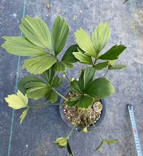 Zamia furfuracea WYSIWYG