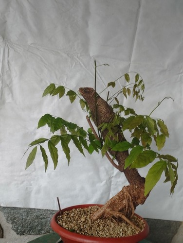 Bonsai glicine 50x16 - bonsai, di