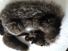 collo pelliccia volpe