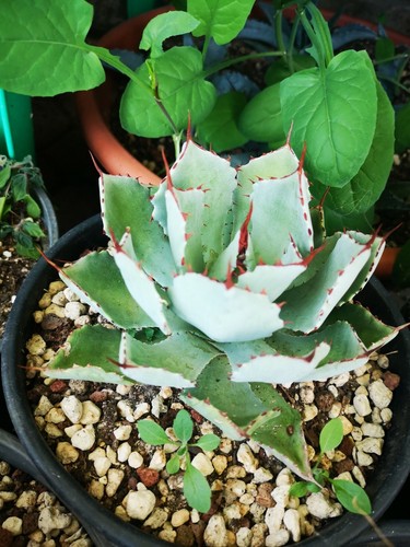 Agave potatorum kissho - , kan