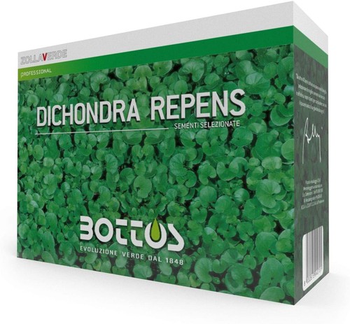 Bottos dicondra repens - -,