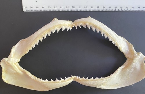 Shark jaw requiem - shark, spot-tail