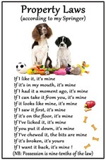 Regalo springer spaniel - regalo,