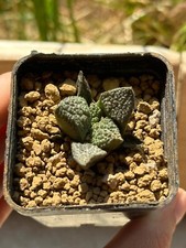 Ariocarpus fi suratus Hybrid, Own Root, 4 cm, 5 cm Pot, Not Copiapoa, Aztekium