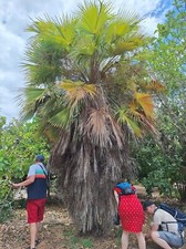 Palma da ombrello a foglie