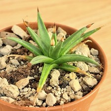 Agave albopilosa ,  pot 6,5 cm