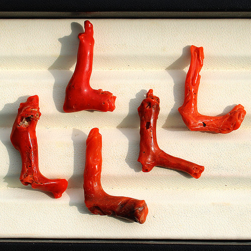 Corallo rosso italiano - 5,