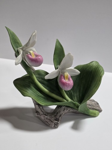 Biscotto lady slipper - 'lady, slipper'