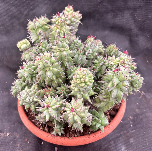 Euphorbia horrida monster - euphorbia, f.