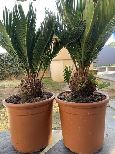 Cycas revoluta - cycas,